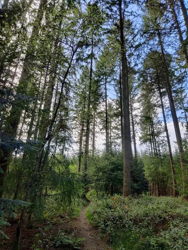 Mortimer Forest, Sunny Dingle Wood and Haye Park Wood Loop