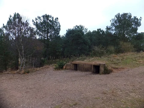 Hayes Wood, Wheathill Plantation and Bicton Common Loop
