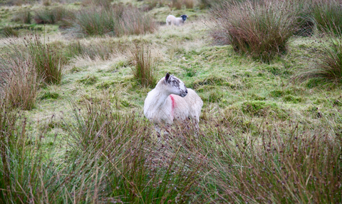 Bolton to Clough Bottom Reservoir via Pennine Bridleway
