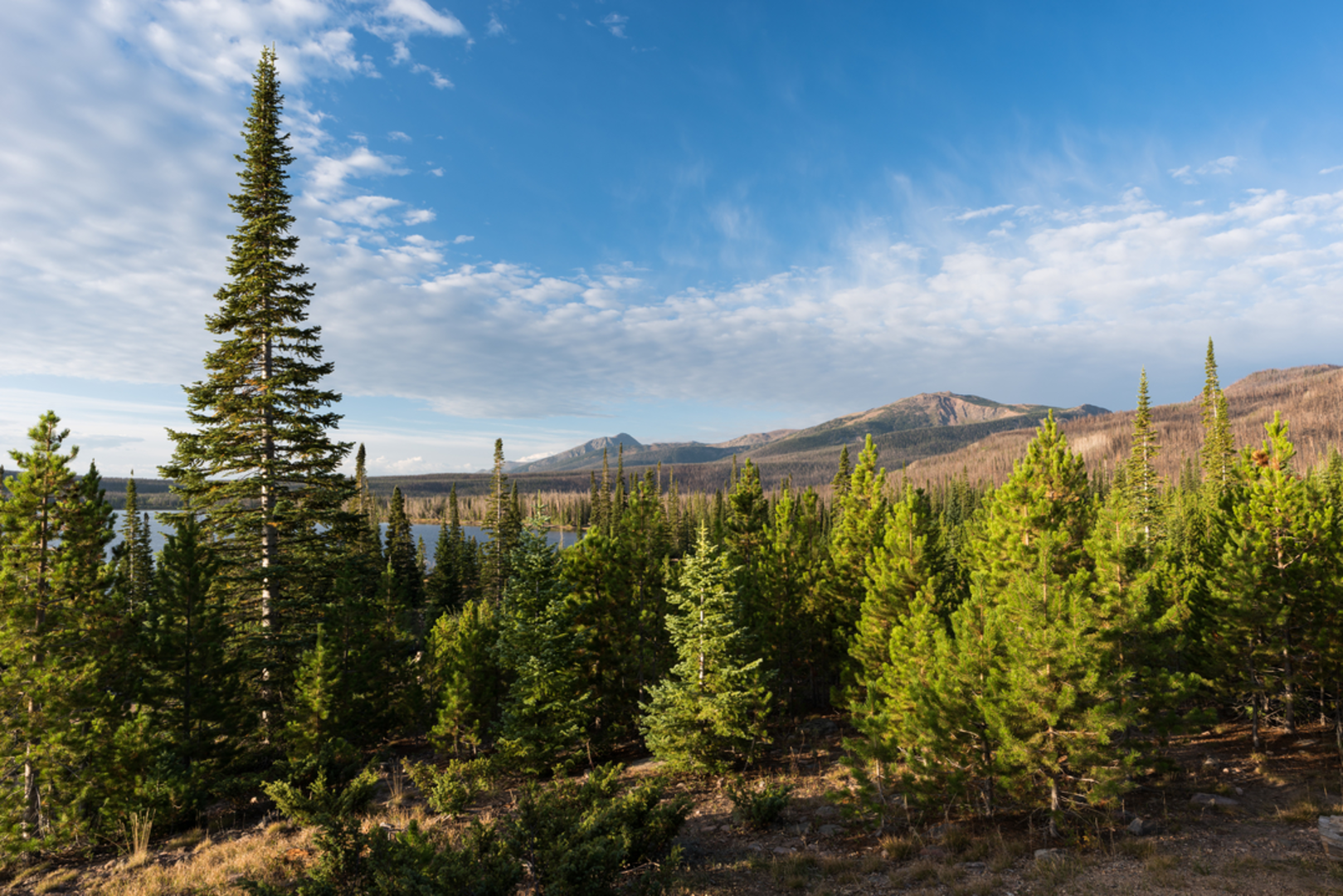 An image depicting the trail Wyoming Trail and its surrounding area.