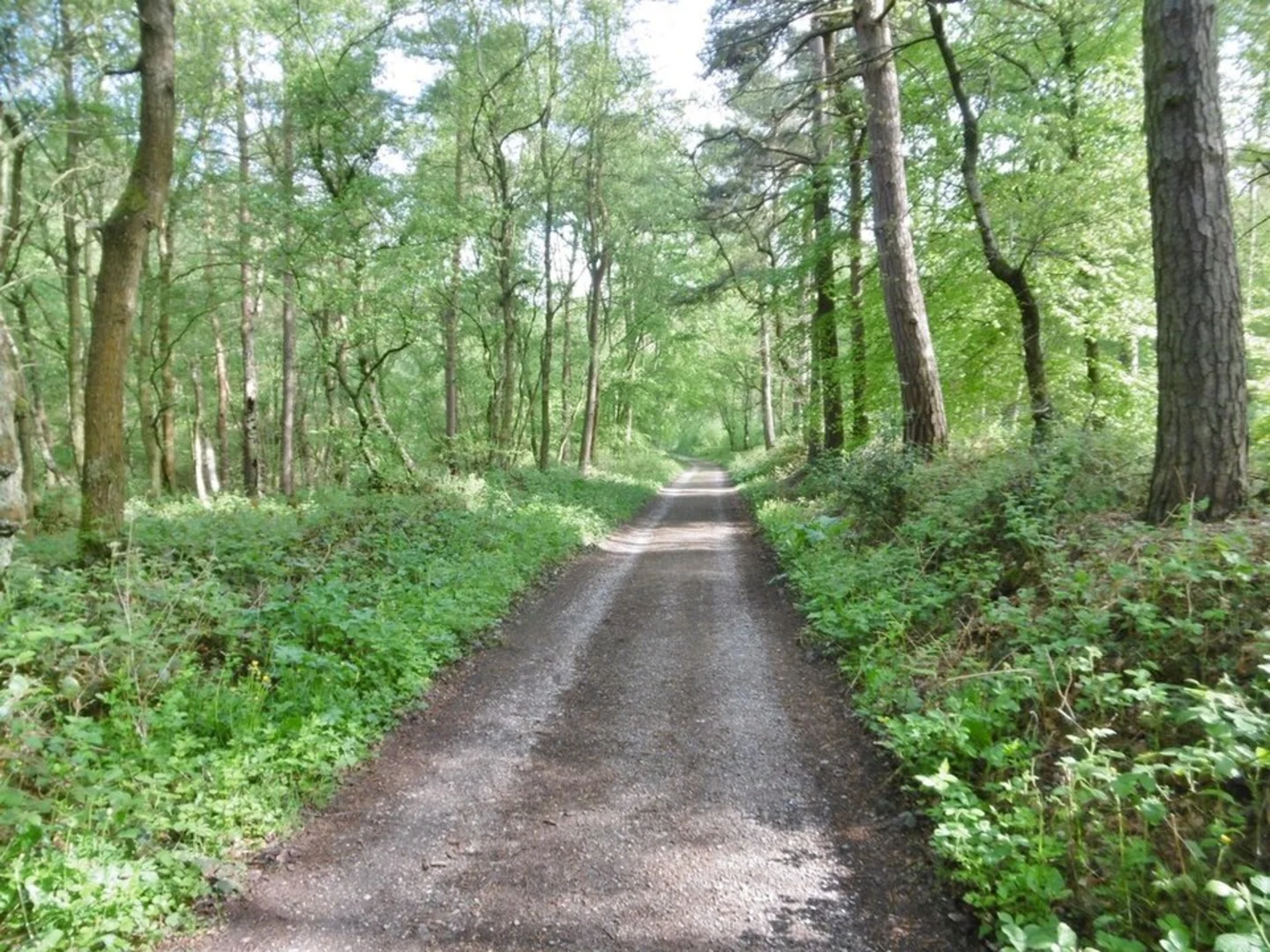 An image depicting the trail Oakamoor Loop and its surrounding area.