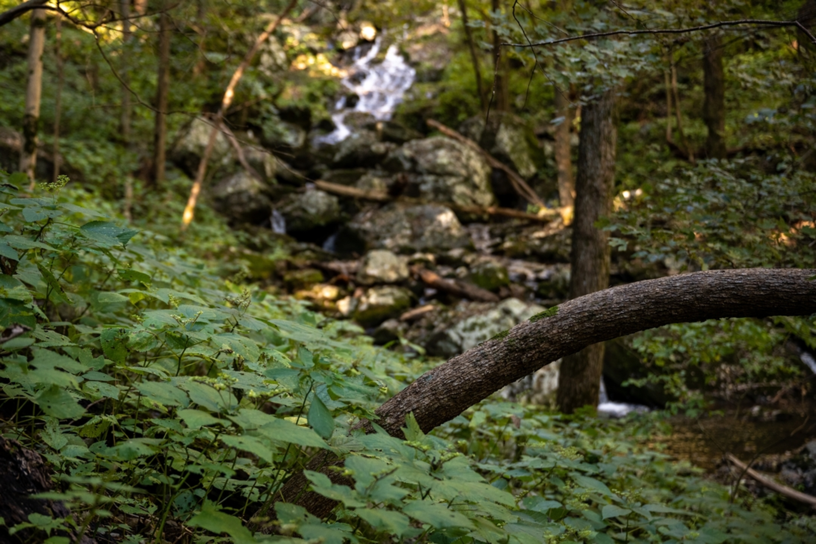An image depicting the trail Jones Run Falls Trail and its surrounding area.