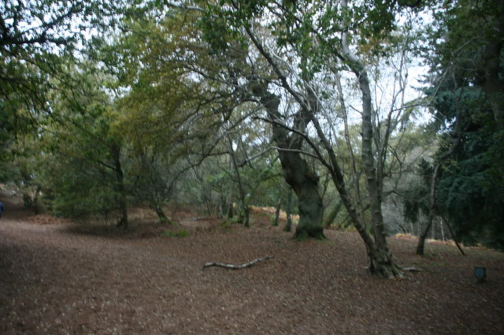 An image depicting the trail St Martha's Hill and Netley Park NT Loop and its surrounding area.