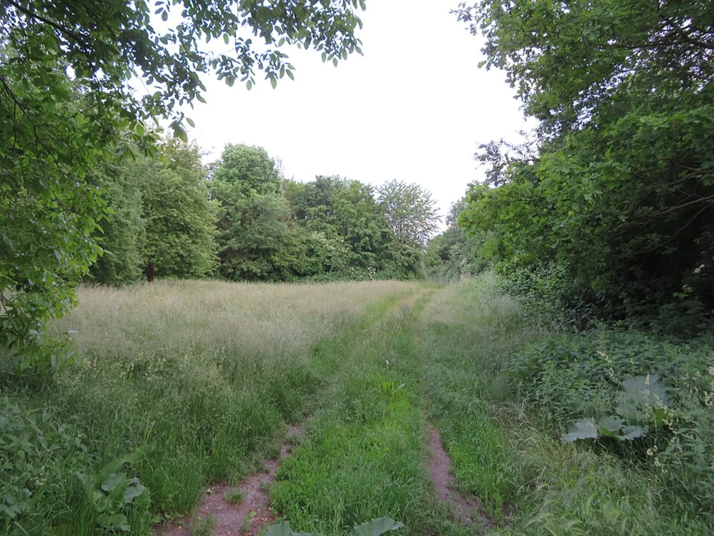 An image depicting the trail Wiesenweg Loop and its surrounding area.
