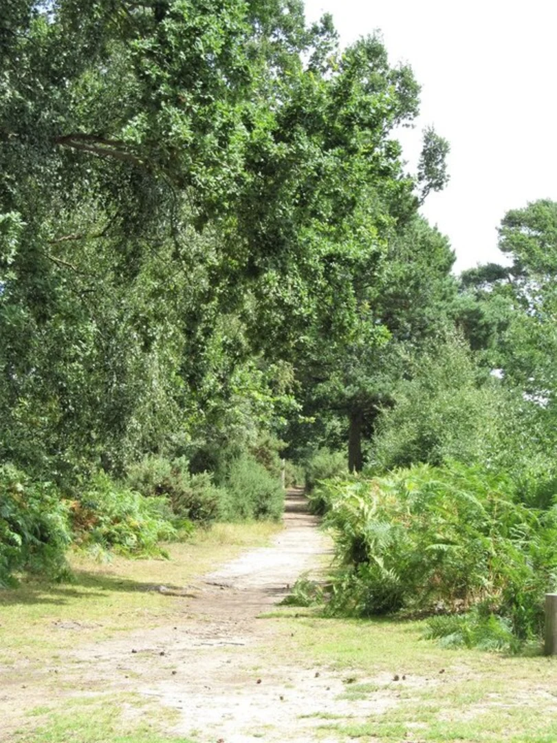 Skipwith Common Walk | North Yorkshire | England