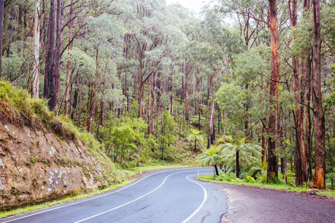High Lead to Powelltown via Reids Tramline