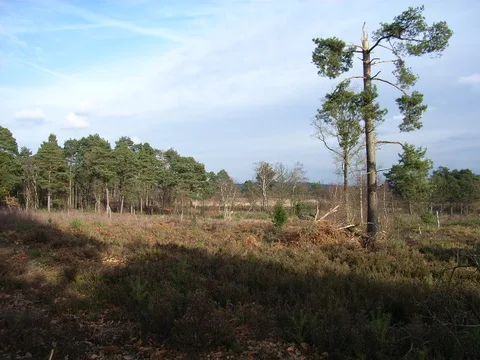 Simons Wood and Coalpit Copse Loop