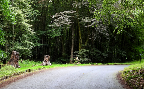 Kinnitty - Knockbarron Loop