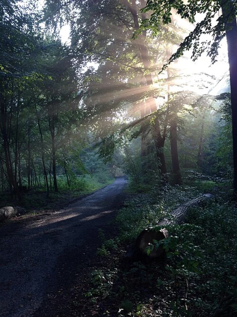 An image depicting the trail Mittelheide Loop and its surrounding area.
