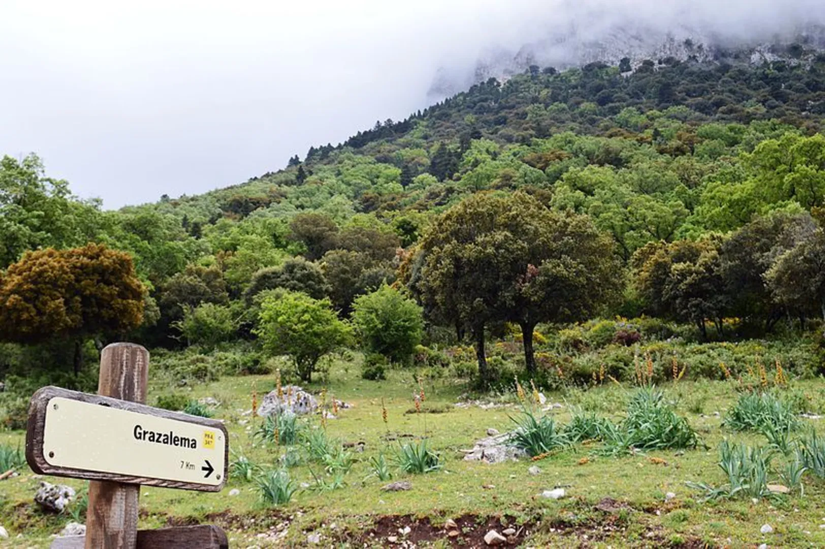 An image depicting the trail The Pinsapar (Sierra de Grazalema NP) PR A 347 and its surrounding area.
