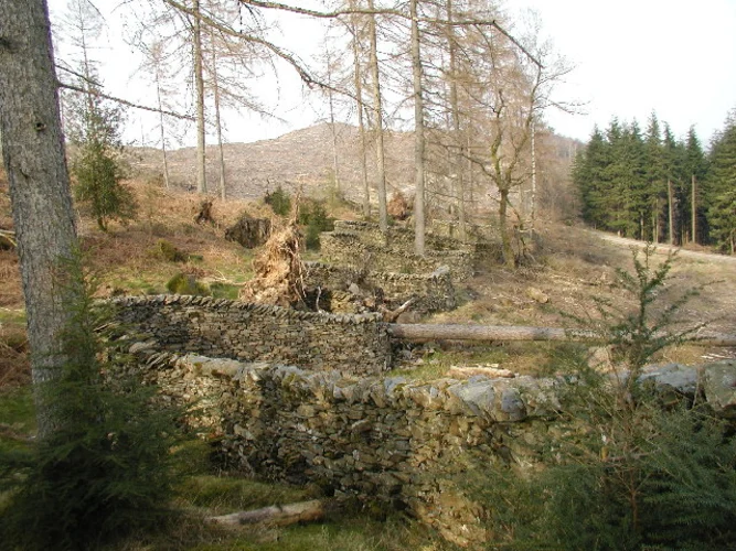 Grizedale Forest Loop
