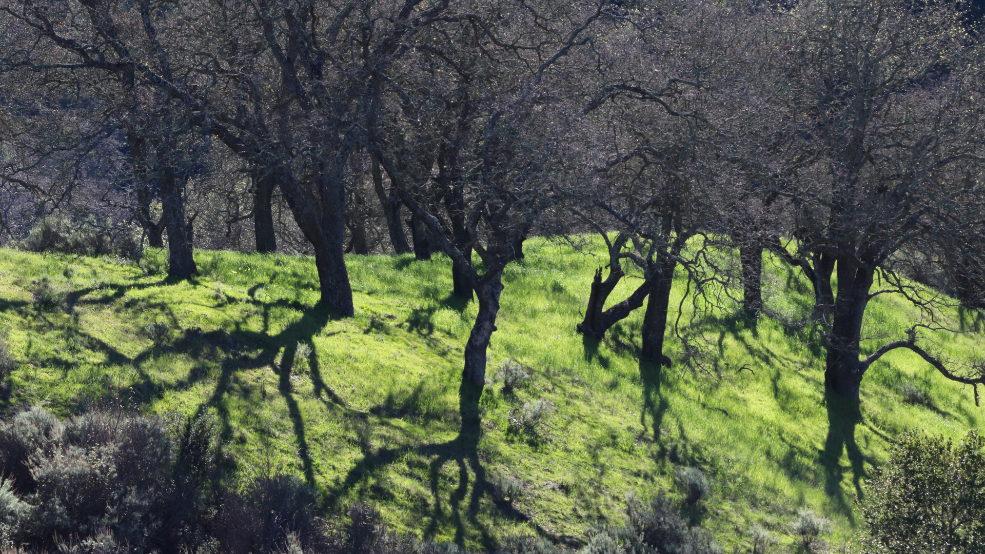 An image depicting the trail Capehorn Pass - Randol Loop Trail and its surrounding area.