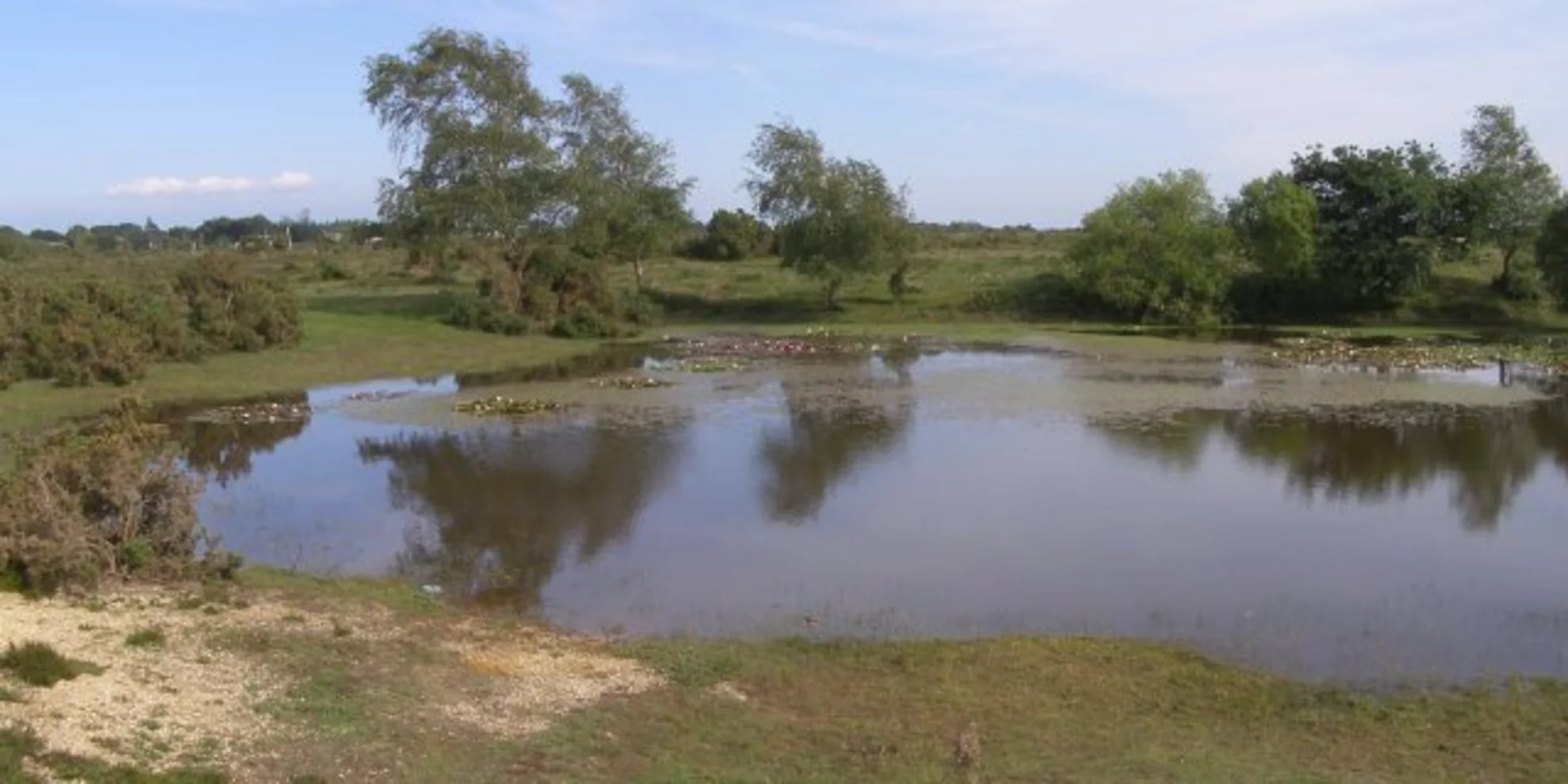 An image depicting the trail Hatchet Pond Loop and its surrounding area.