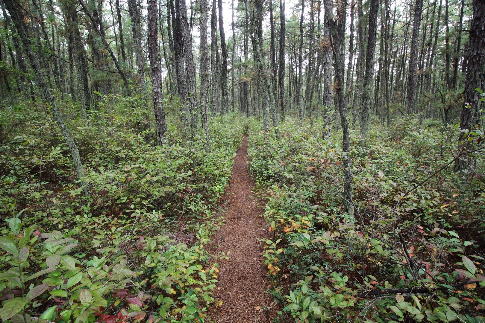 An image depicting the trail Batona Trail and its surrounding area.