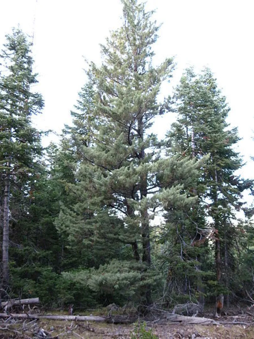 An image depicting the trail Goosenest Trail and its surrounding area.