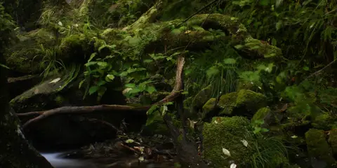 Rata Falls Track