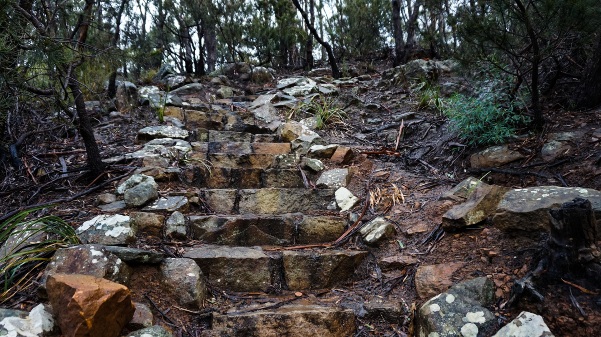 An image depicting the trail Summit Loop Track - Knocklofty Reserve and its surrounding area.
