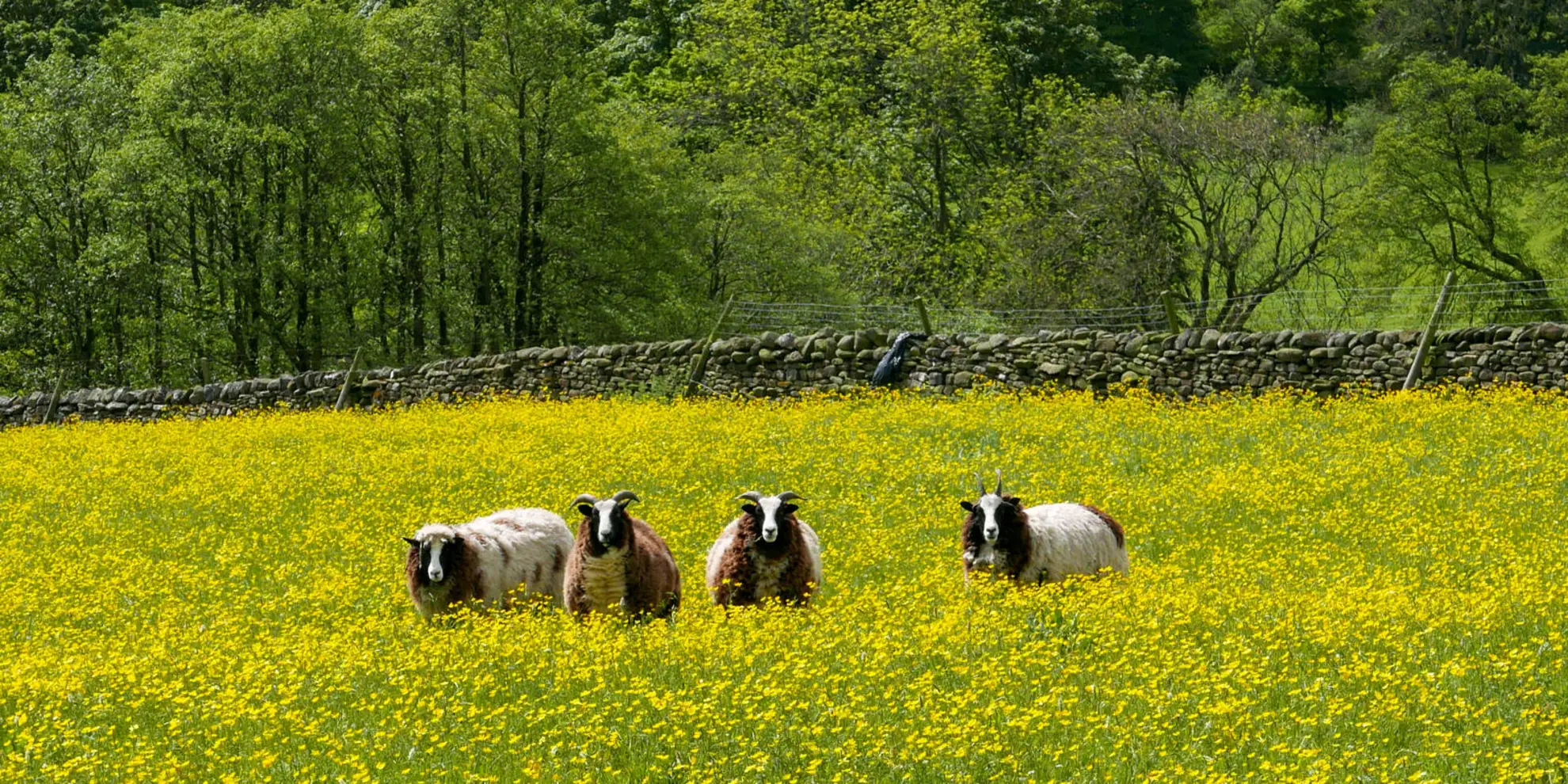 Middleham - Low Moor - Tupgill Park - Coverham and Coverdale | North