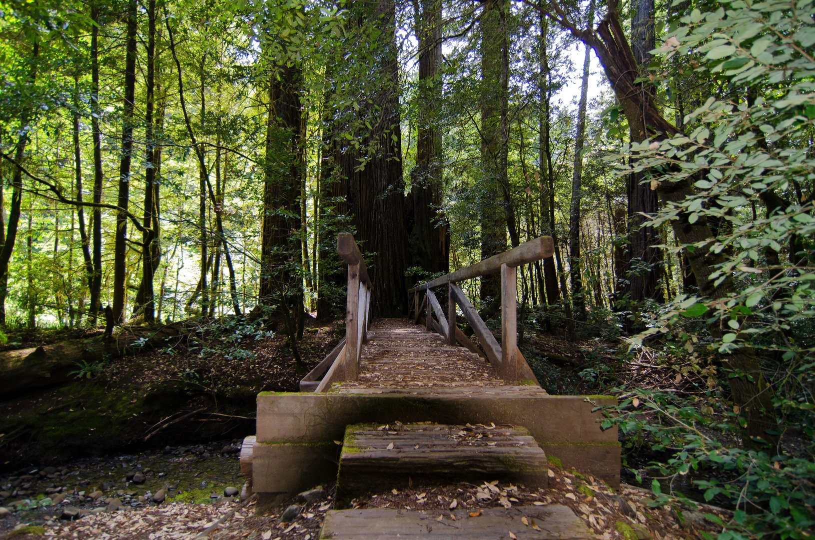 An image depicting the trail Big Trees Loop Trail and its surrounding area.