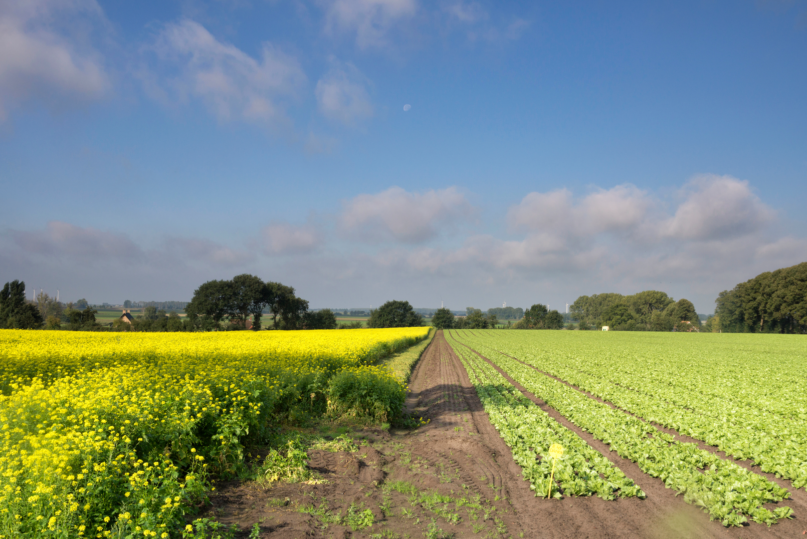 An image depicting the trail Brabantse Walpad Loop and its surrounding area.