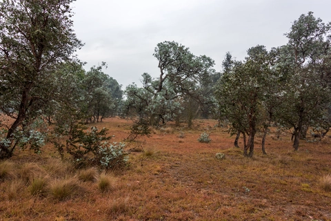 Stringybark Walk