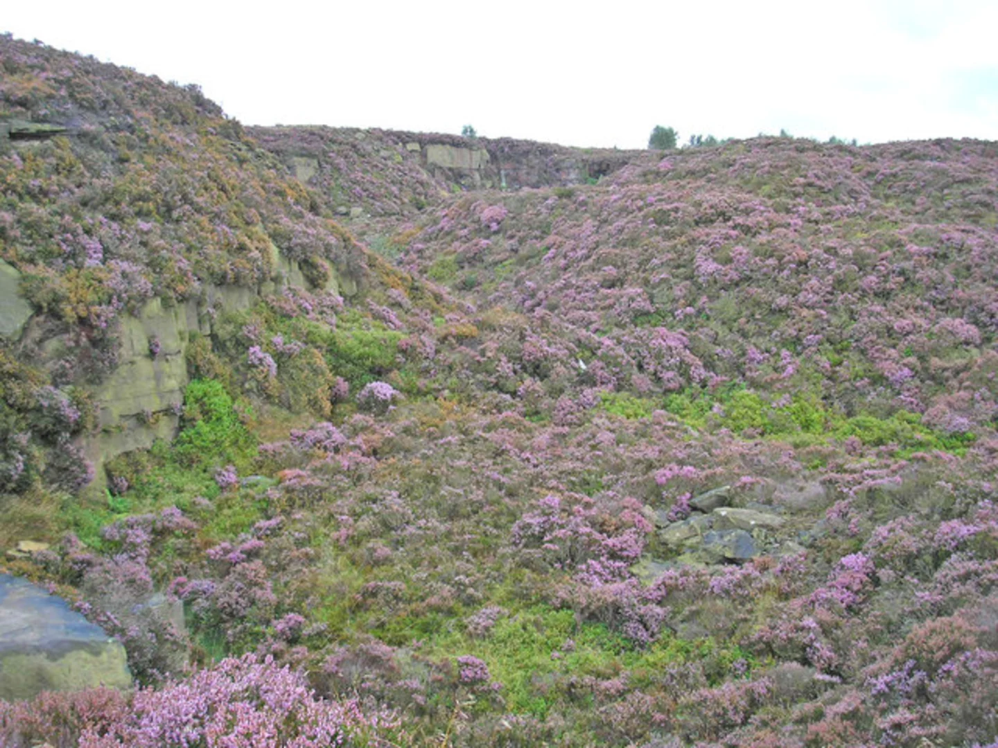 An image depicting the trail Norland Moor LNR Loop and its surrounding area.