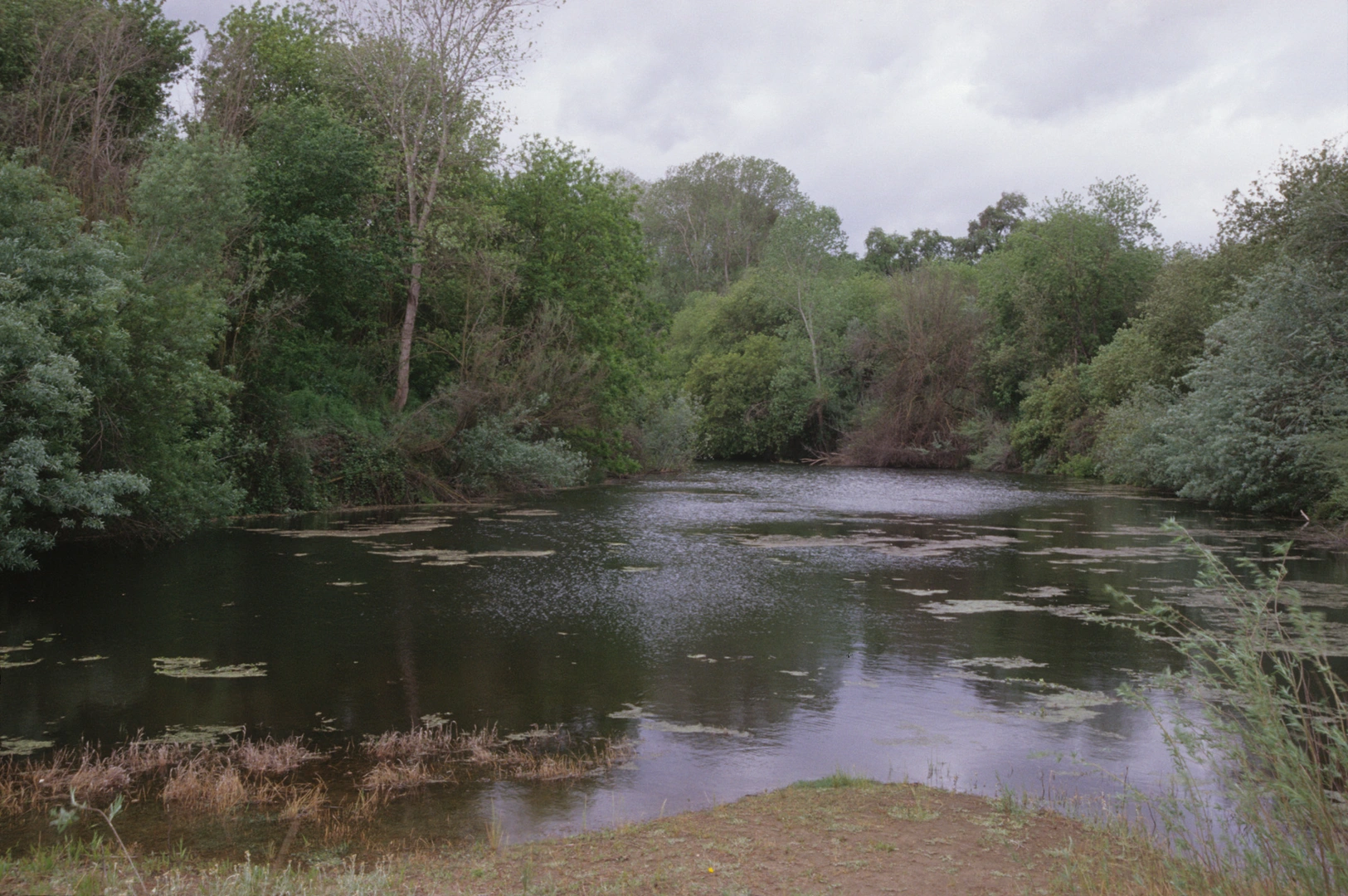 An image depicting the trail Gray Fox and River Bend Loop Trail and its surrounding area.