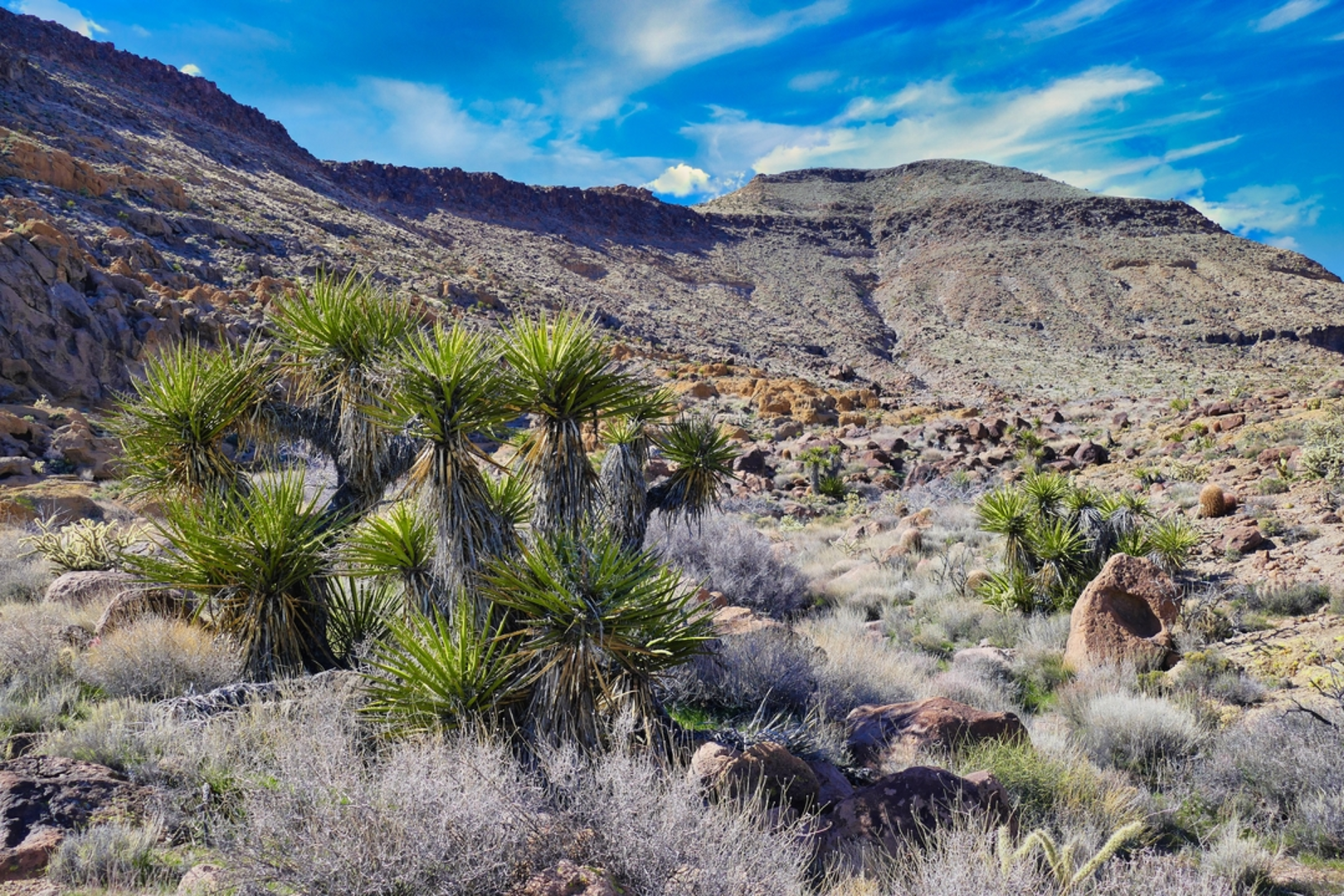 An image depicting the trail Barber Peak Loop Trail and its surrounding area.