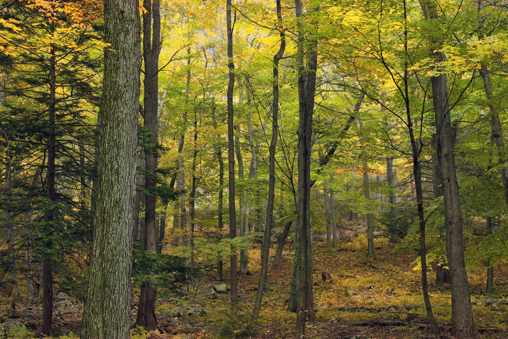 An image depicting the trail Gravel Family Preserve Loop and its surrounding area.