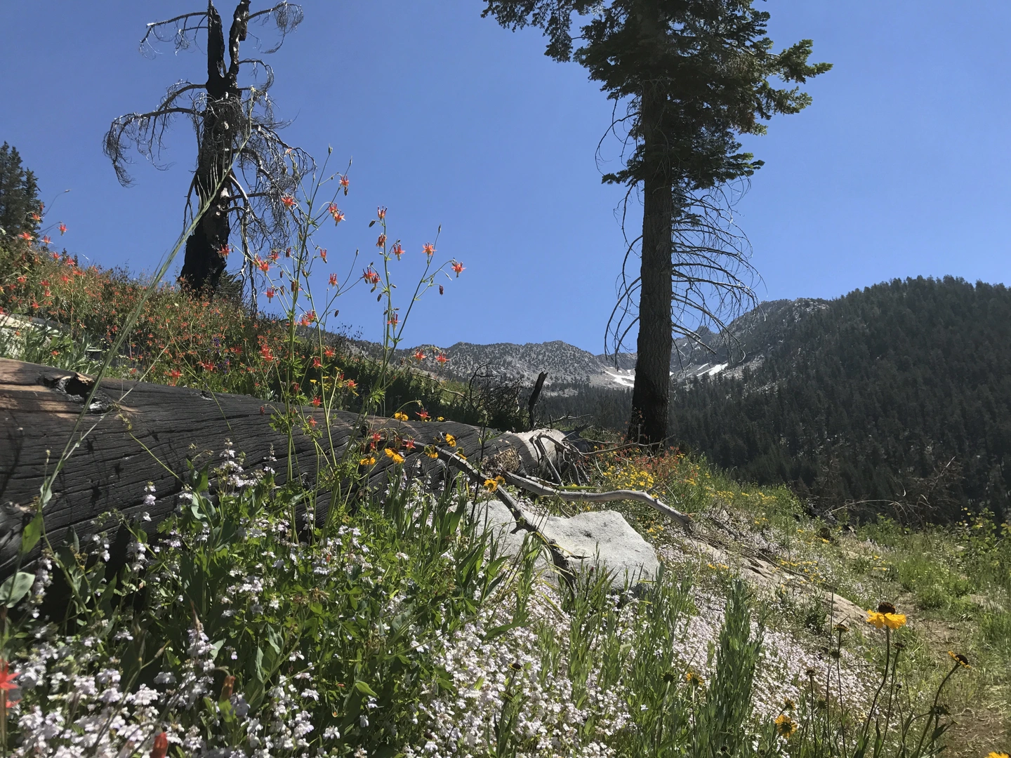 An image depicting the trail Deer Cove, Lewis Creek and Hotel Creek Trail and its surrounding area.