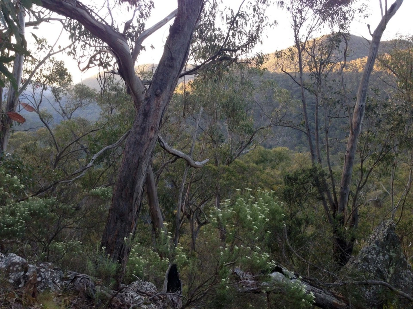 An image depicting the trail Clearwater Gully Trail and its surrounding area.