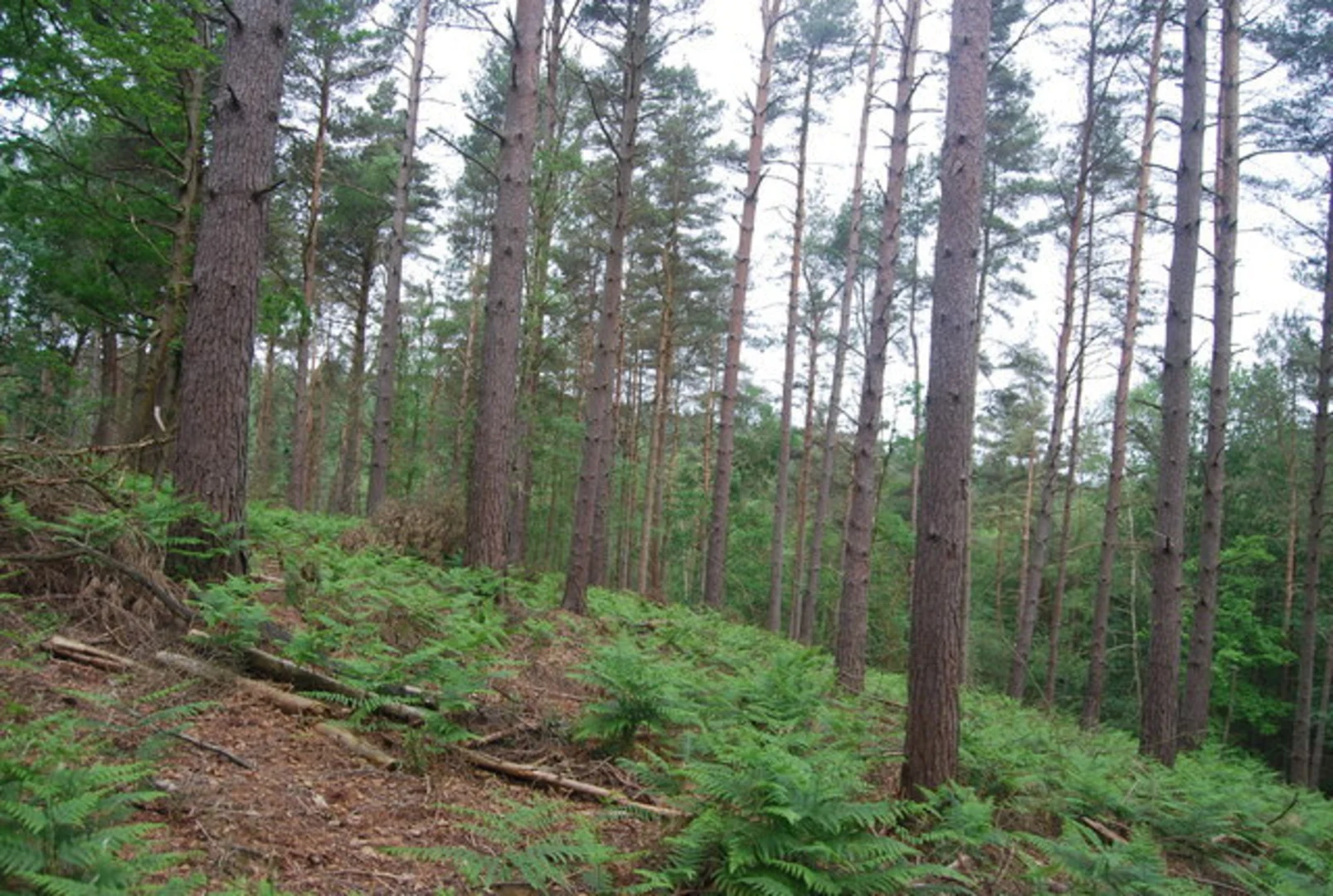 An image depicting the trail Winterfold Forest Loop and its surrounding area.