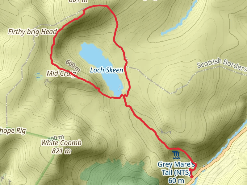 Grey mares tail