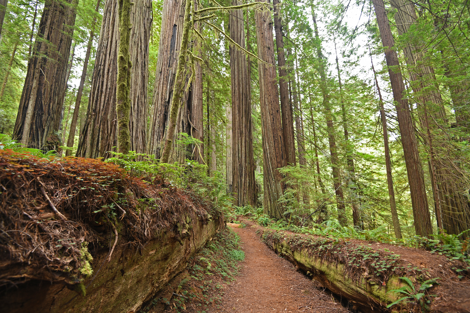 An image depicting the trail James Irvine - Miner's Ridge - Clintonia Loop Trail and its surrounding area.