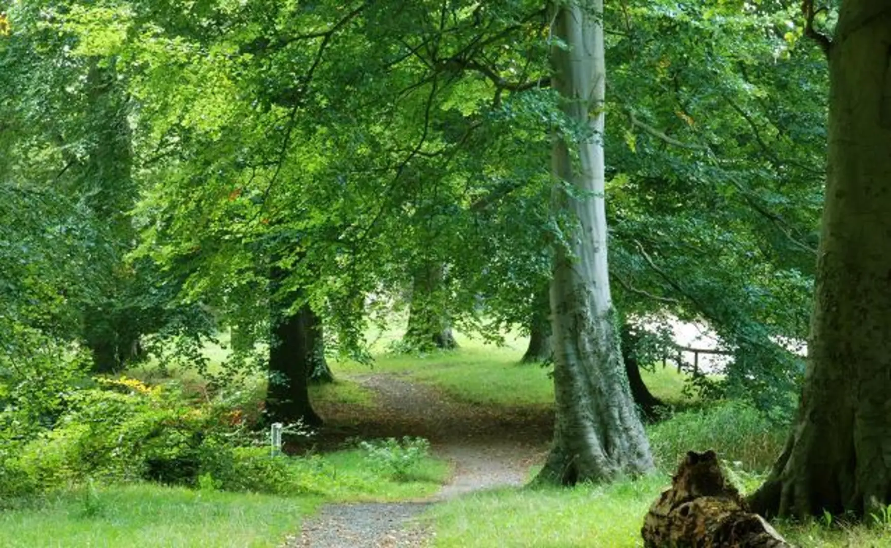 An image depicting the trail Huntly Wood and its surrounding area.