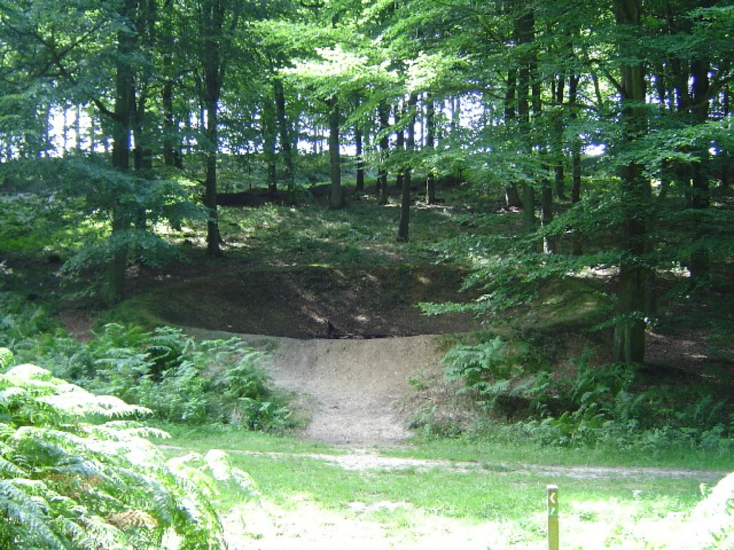 An image depicting the trail Wombwell Wood and King's Wood Loop and its surrounding area.