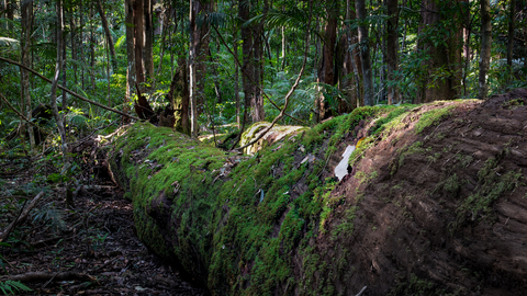 Piccabeen Walk