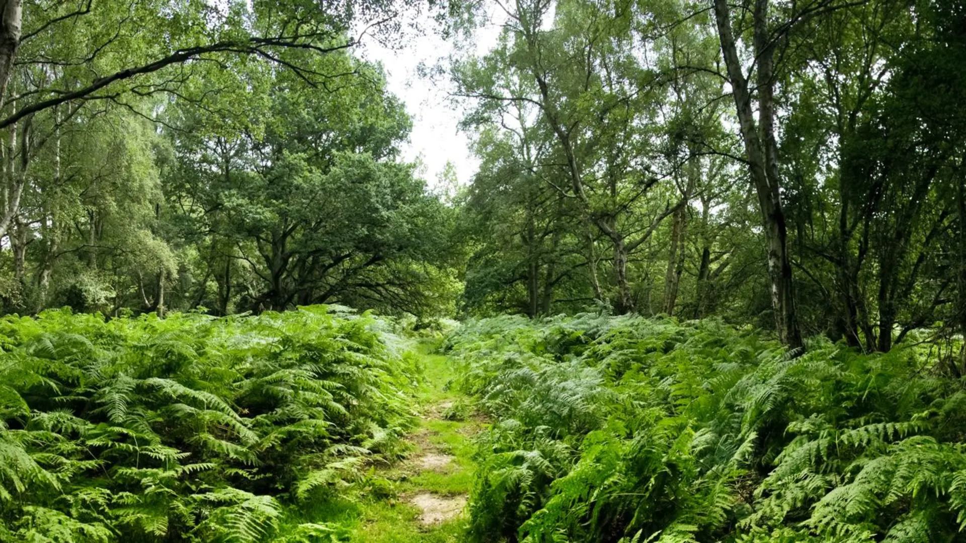 An image depicting the trail Hertfordshire Way and its surrounding area.