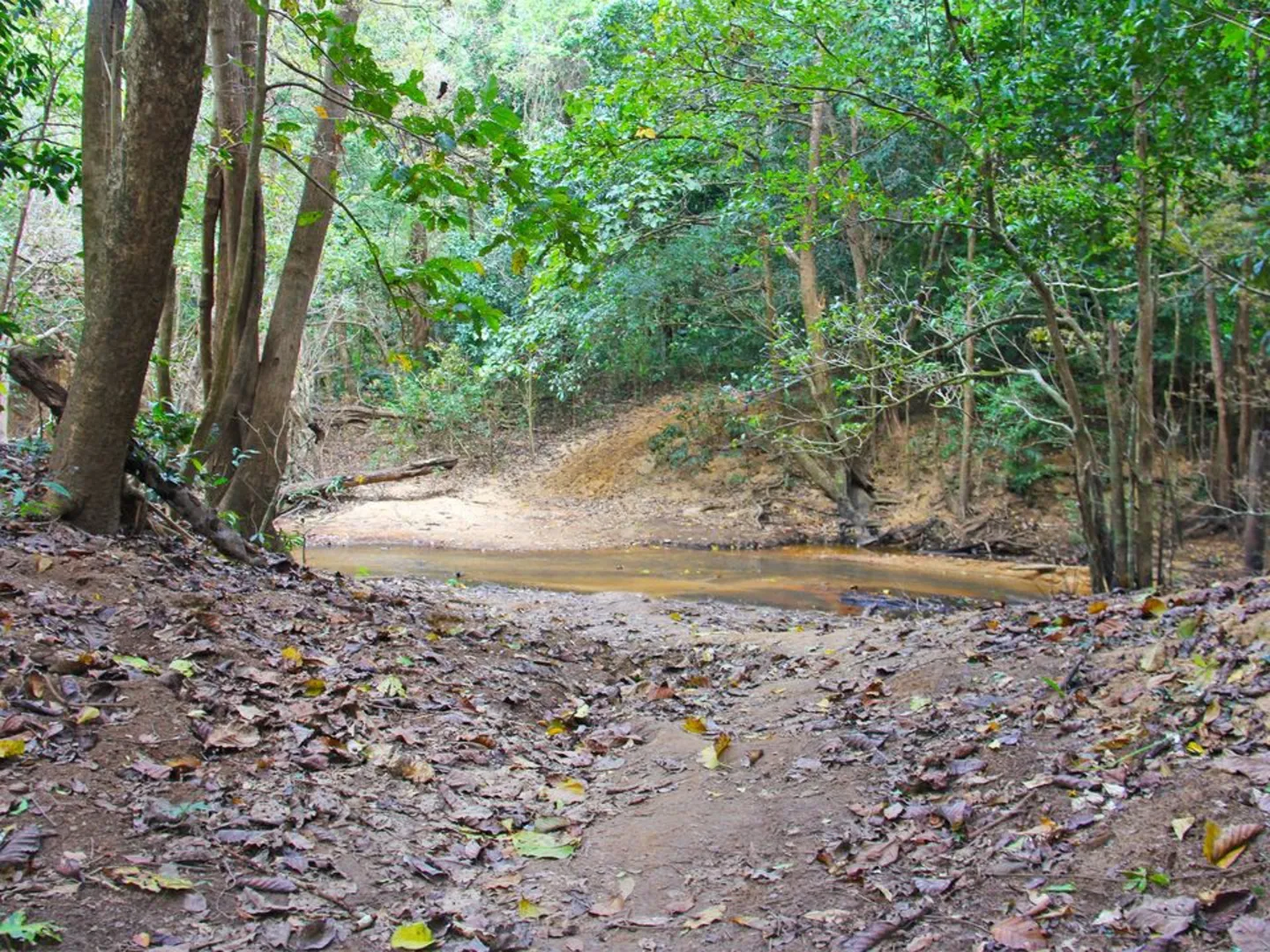 An image depicting the trail Old Coen Track and its surrounding area.