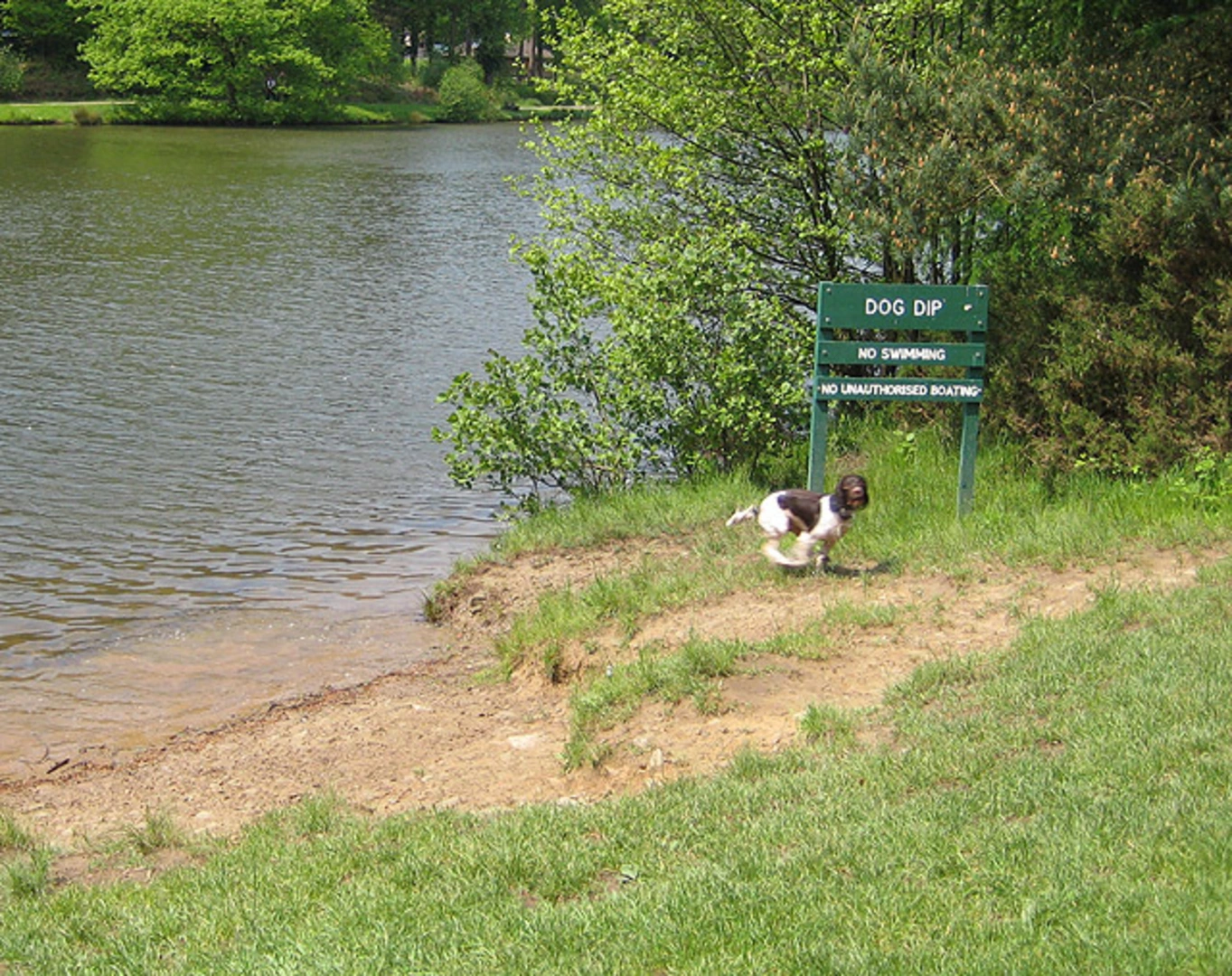 An image depicting the trail Mallards Pike Lake Loop and its surrounding area.