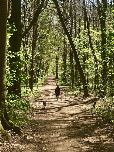 W3 Weisshauswald and Moselsteig