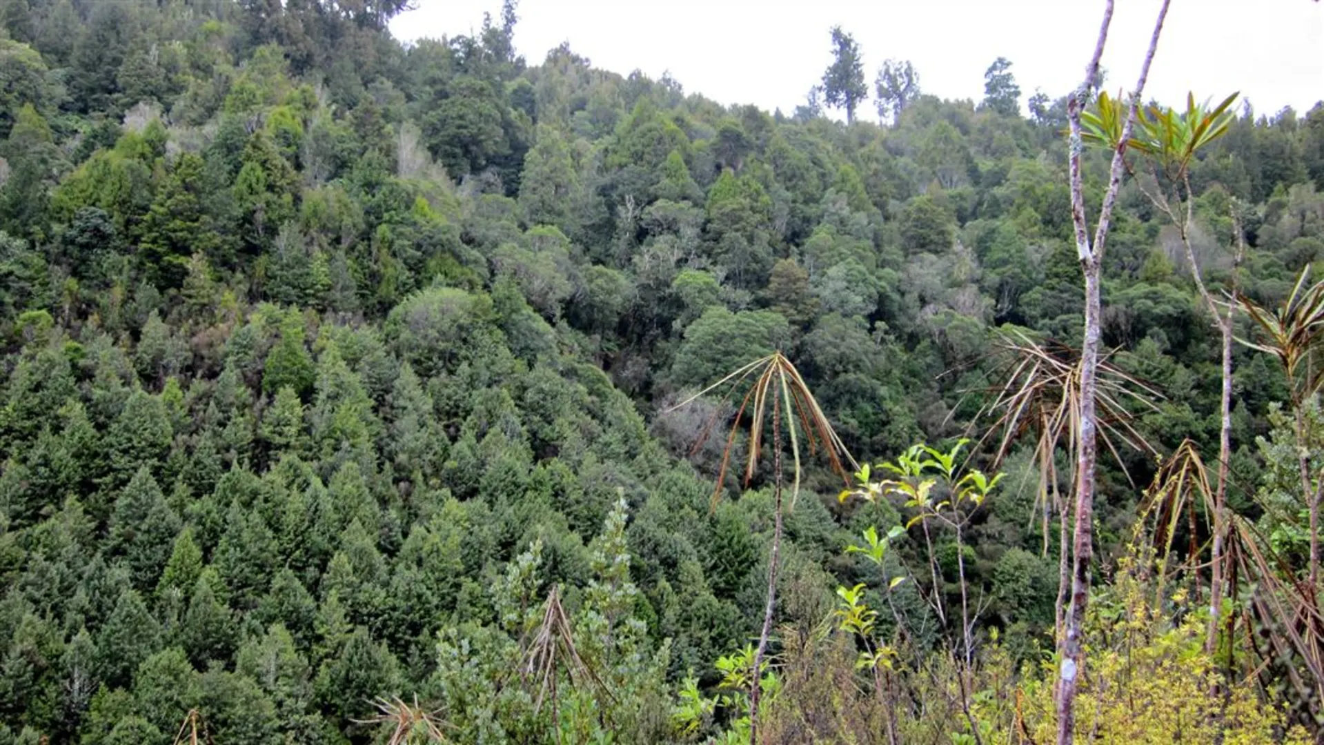 An image depicting the trail Waipapa Loop Track and its surrounding area.