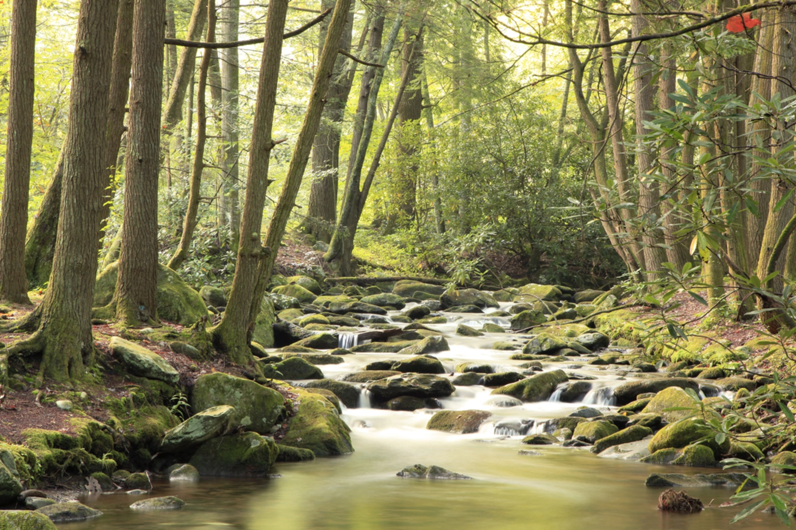 An image depicting the trail Jakes Creek Trail and its surrounding area.
