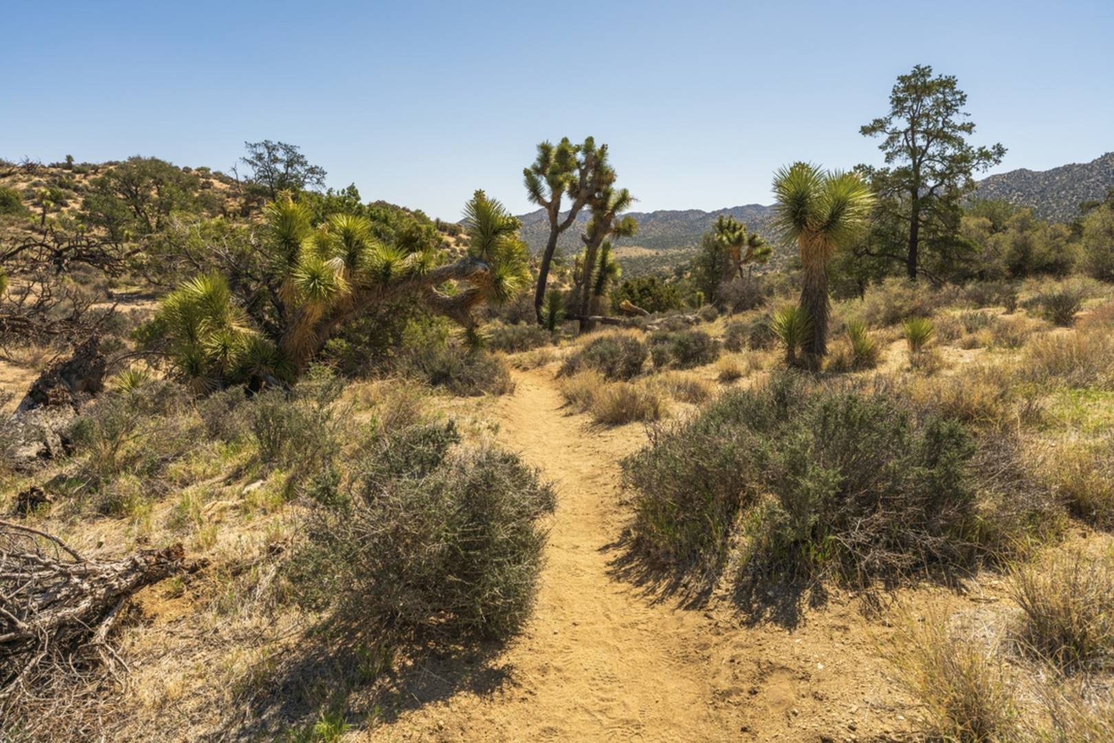 An image depicting the trail West Side Loop Trail and its surrounding area.