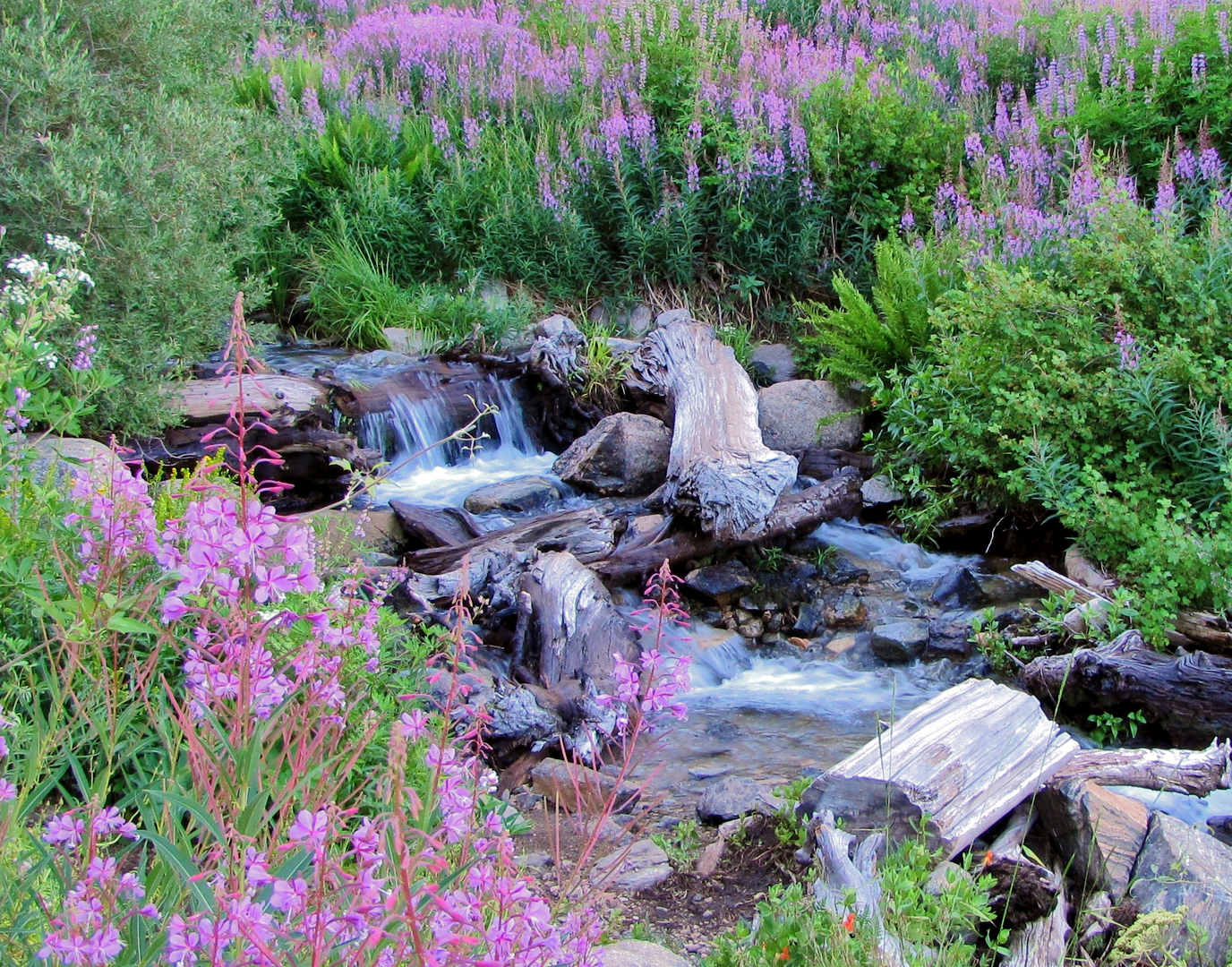 An image depicting the trail Forsee Basin - John's Meadow Trail and its surrounding area.