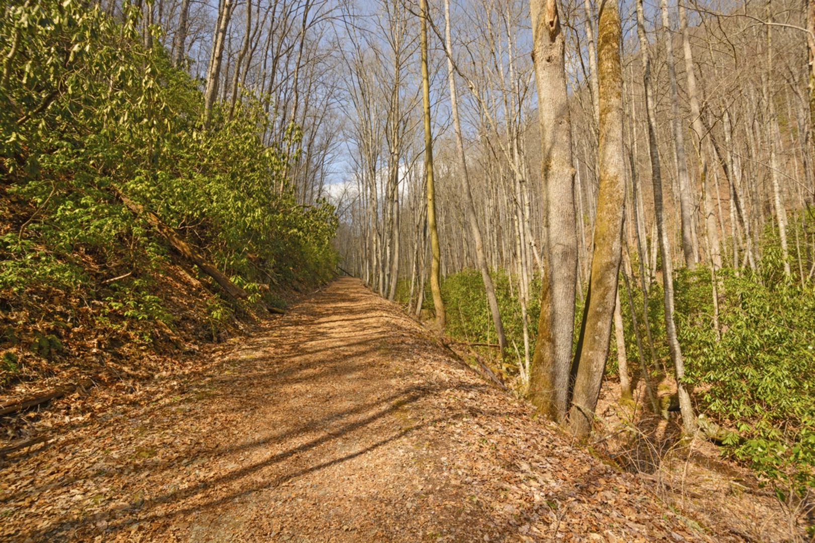 An image depicting the trail Kephart Prong Trail and its surrounding area.