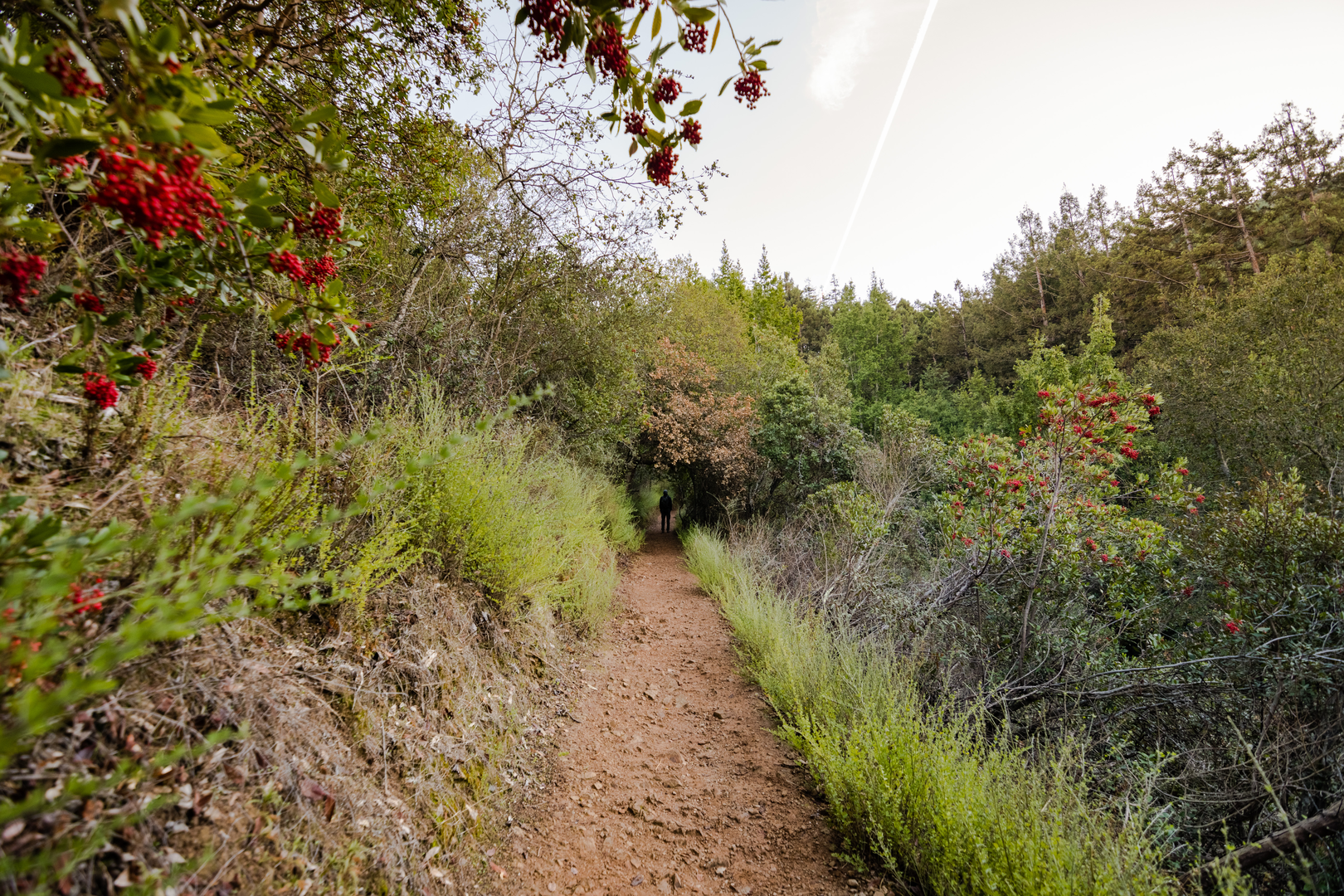 An image depicting the trail Villa Montalvo County Park Loop and its surrounding area.