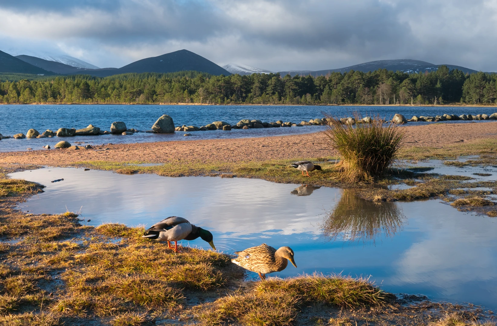 An image depicting the trail Meall a' Bhuachaille and Coire Chondlaich in Glenmore Forest Park and its surrounding area.