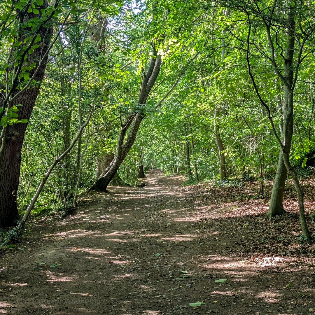 An image depicting the trail The Lost Spa Walk, Barnard Castle and its surrounding area.