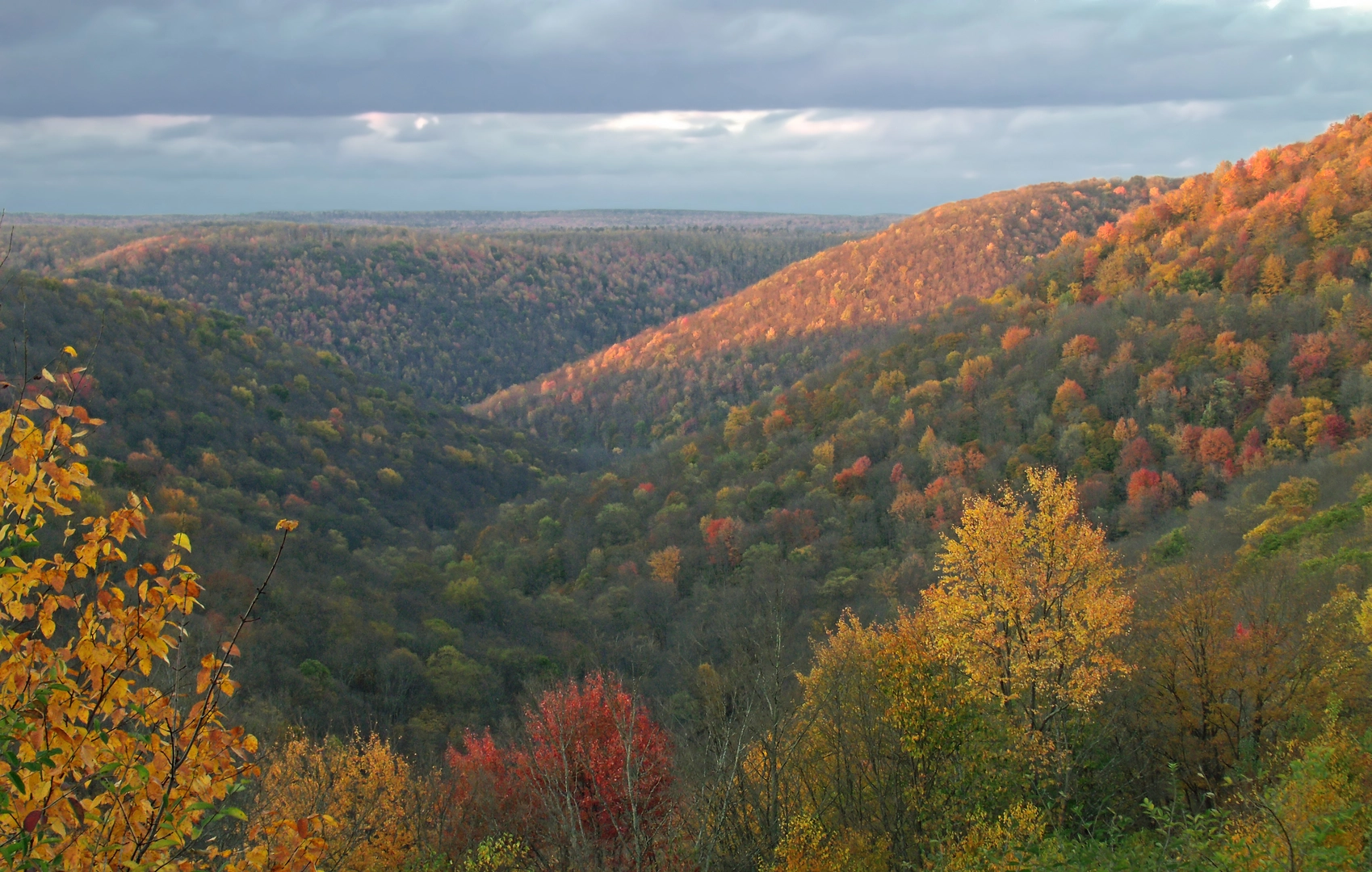 An image depicting the trail Tank Hollow Creek Trail via Behrens Road and its surrounding area.